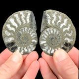 Ammonite fossil pair replaced by Pyrite