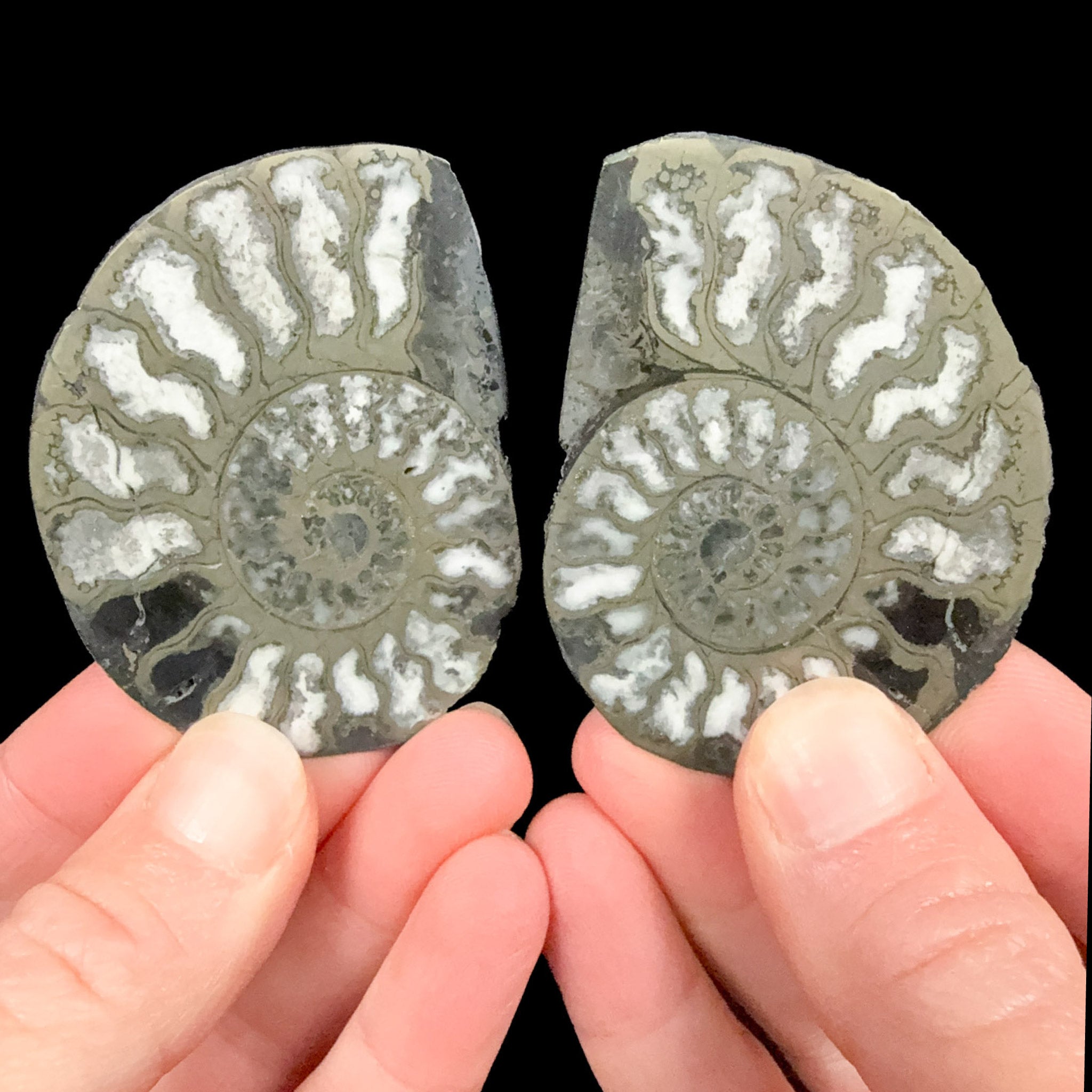 Ammonite fossil pair replaced by Pyrite