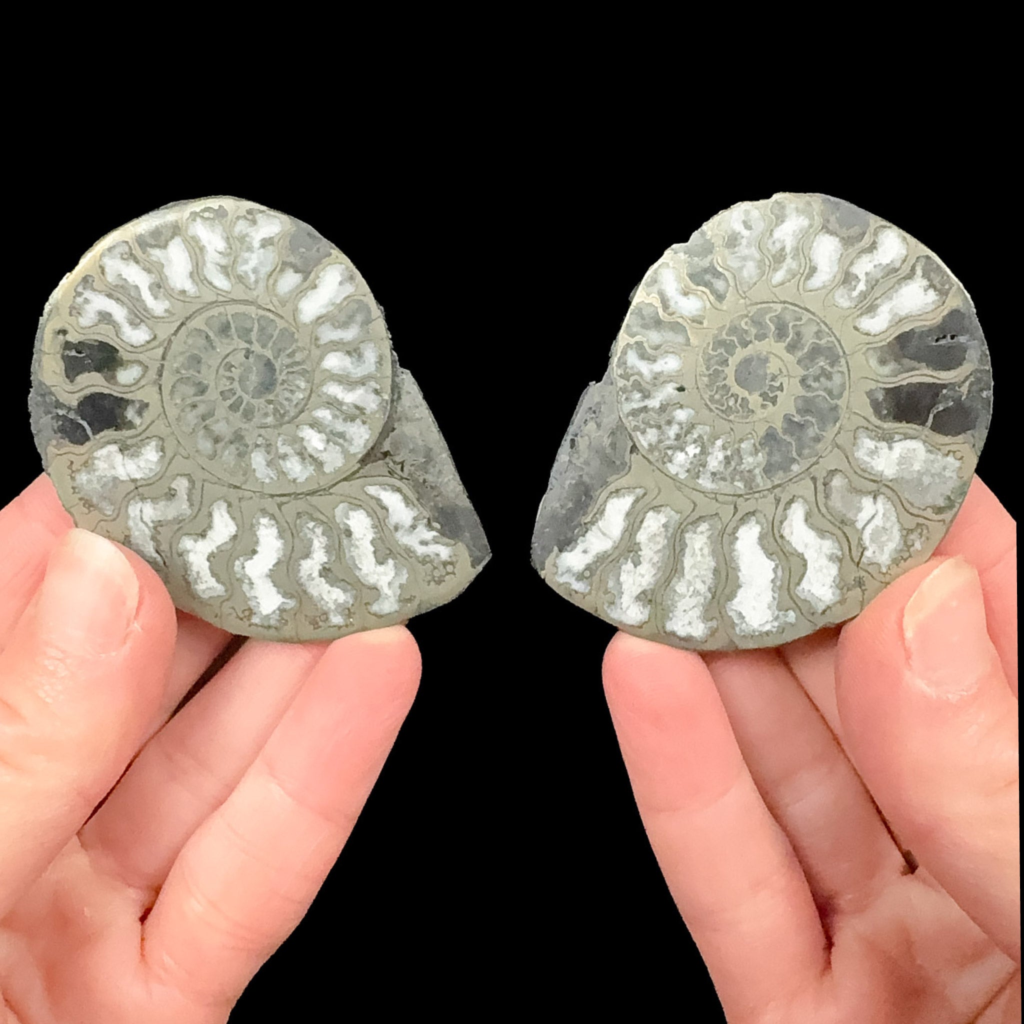 Pyritized Ammonite Pair from Morocco