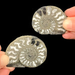 Pyritized Ammonite Fossil Pair from Morocco