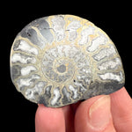 Reflective pyrite in Ammonite shell