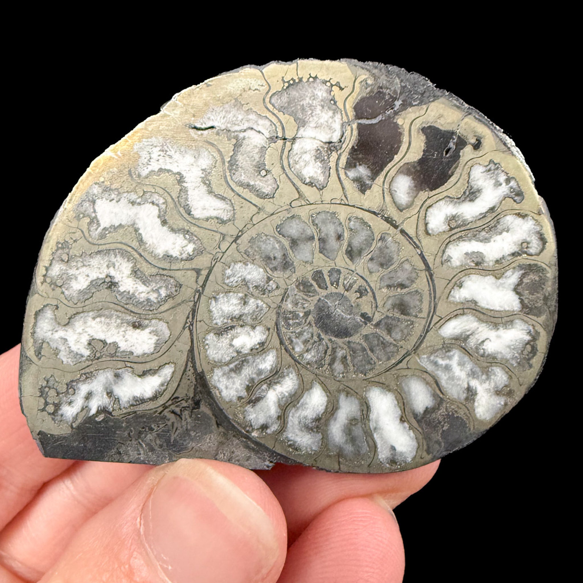 Ammonite replaced by Pyrite and Calcite