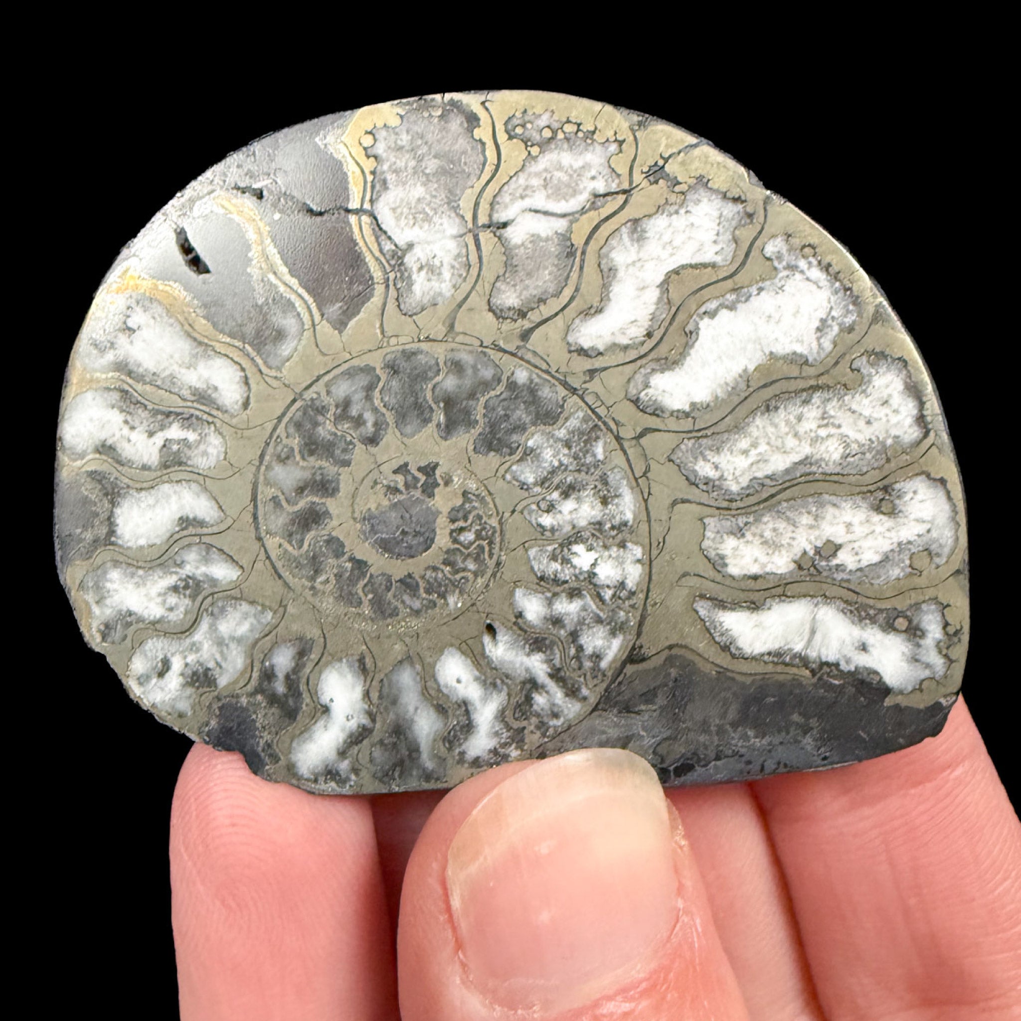 Pyritized Ammonite Shell Fossil