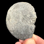 Exterior of Ammonite fossil