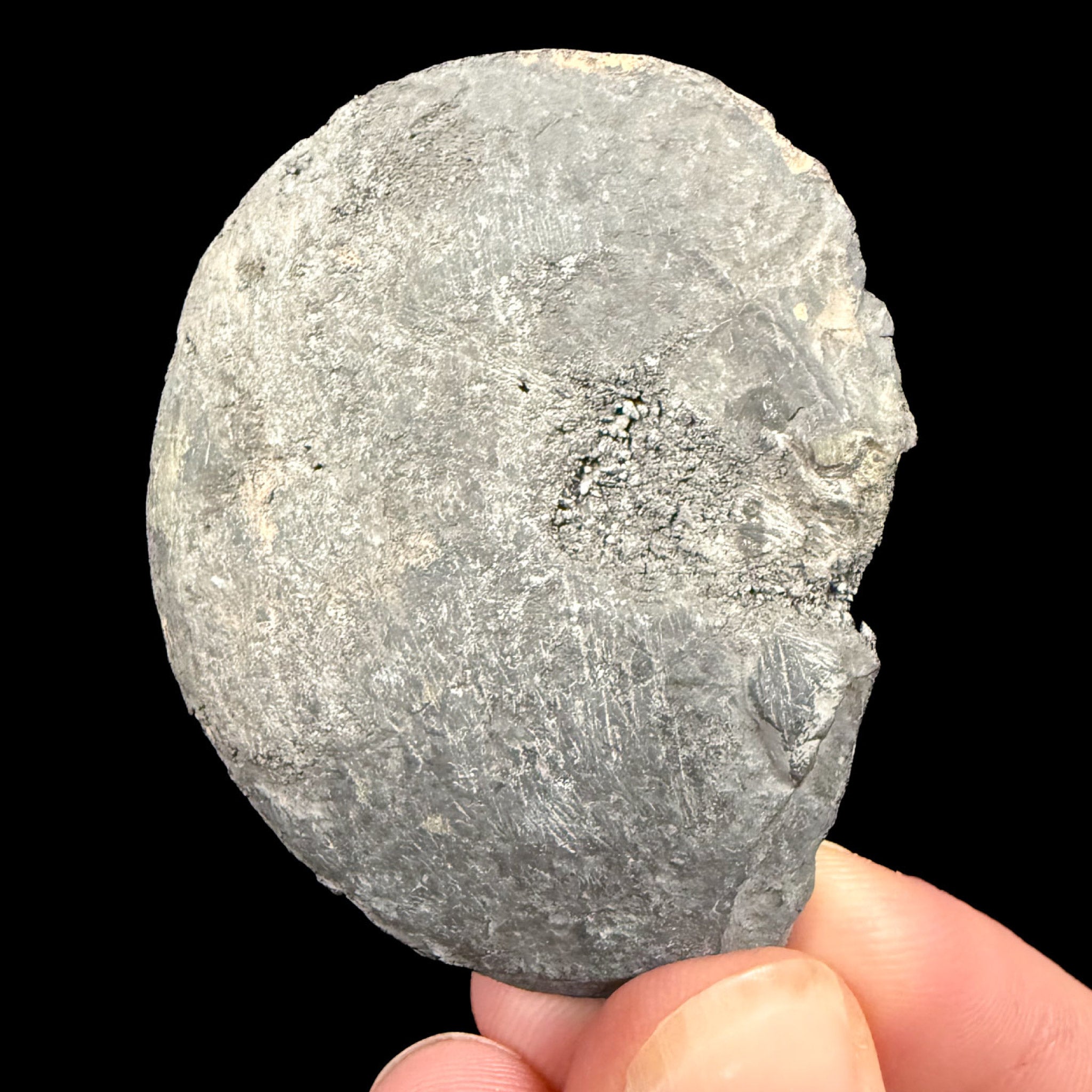 Exterior of Ammonite fossil