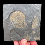 Pyritized Dactylioceras Ammonite Fossil in Shale Matrix