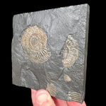 Ammonite Fossil Plate with Pyritized Dactylioceras sp. from Germany