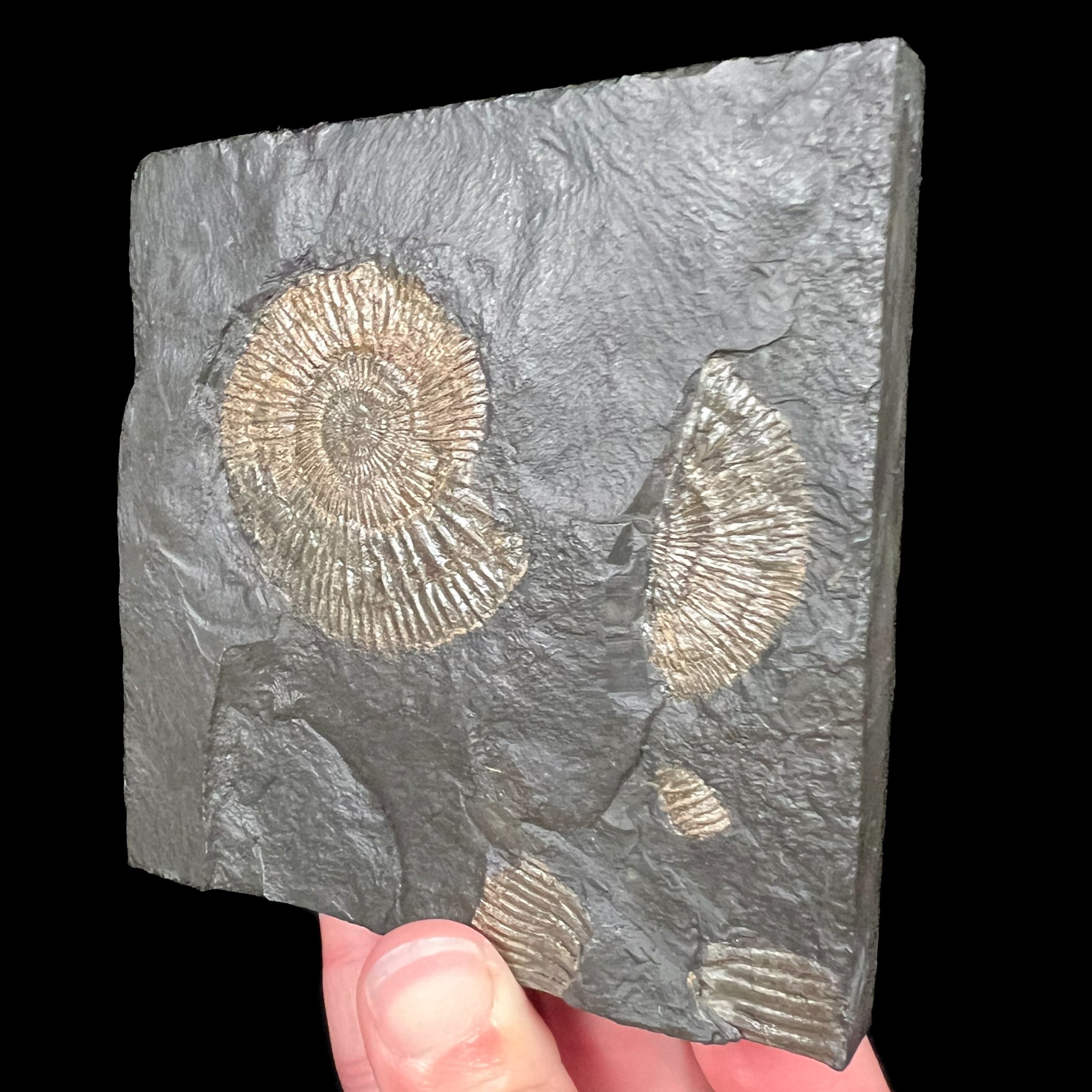Ammonite Fossil Plate with Pyritized Dactylioceras sp. from Germany