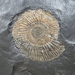 Close Up of Pyrite Replaced Dactylioceras Ammonite