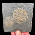 Pyrite replaced Dactylioceras Ammonite Fossil in Shale Matrix from Germany