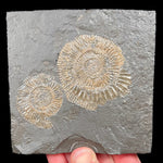 Shale Matrix featuring Pyritized Ammonite Fossils Dactylioceras sp.