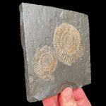Shale Matrix with Pyritized Ammonites