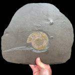 Pyritized Dactylioceras in dark Shale Matrix