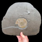 Pyritized Ammonite Fossil Plate from Germany