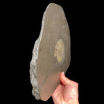 Side View of Fossilized Dactylioceras Ammonite Plate