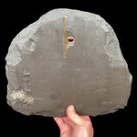 Back View of Specimen Showing wall-mount