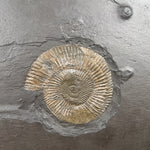 Close up of Pyrite replaced Ammonite fossil from Germany