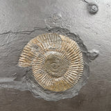 Close up of Pyrite replaced Ammonite fossil from Germany