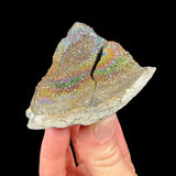 Rainbow Pyrite crystals inside a concretion