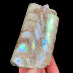 Rainbow Fossilized Baculite Fossil from South Dakota