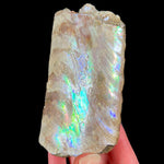 Straight Shelled Ammonite, Fossil Baculite