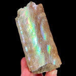 Rainbow colors on Baculite Fossil Shell