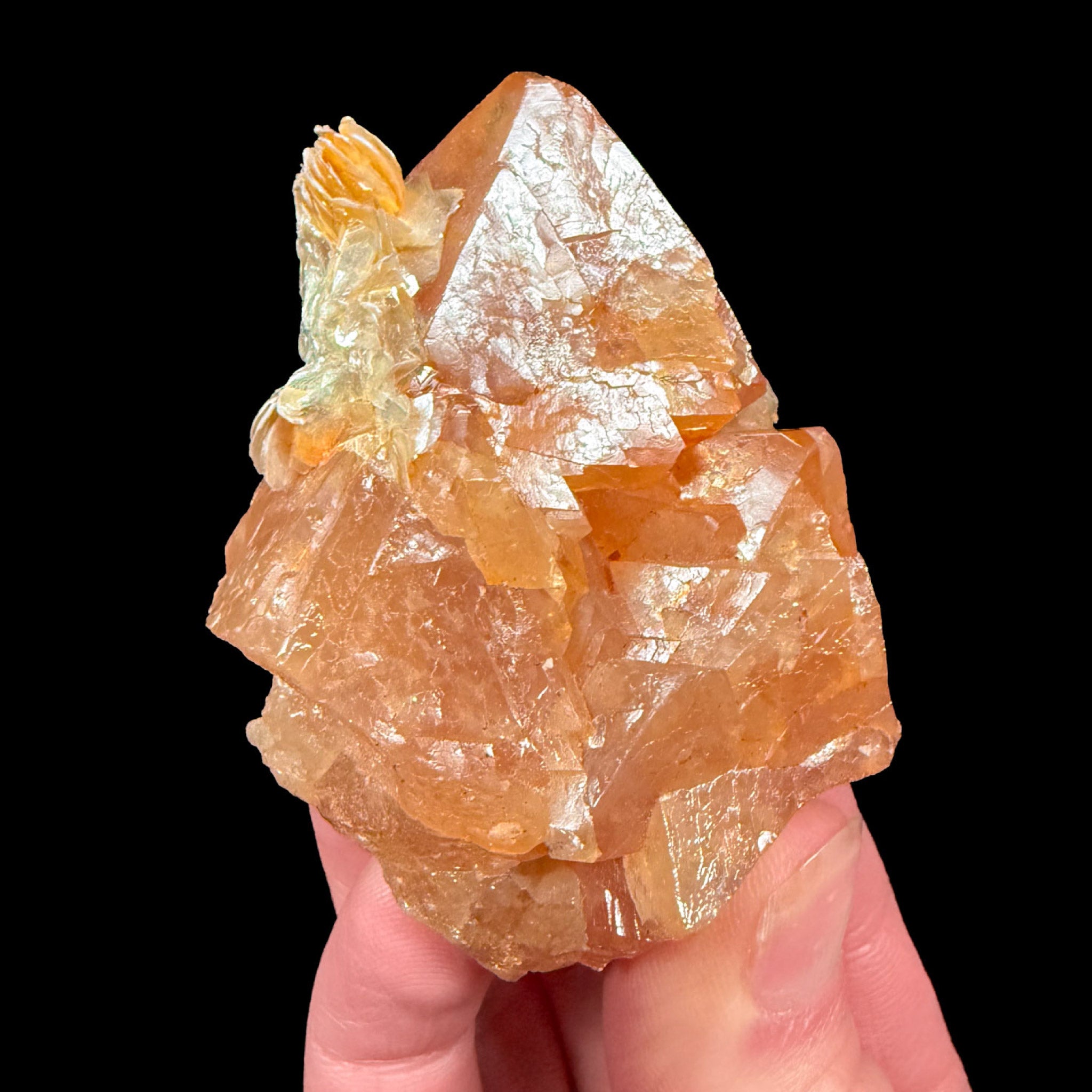 Orange Scheelite crystals with Muscovite Mica