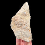 Reverse side of specimen