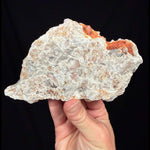 Underside of specimen