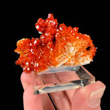 Red orange Vanadinite crystals on white Barite from Mibladen, Morocco