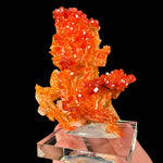 Vanadinite crystals on Barite crystal blades from Morocco