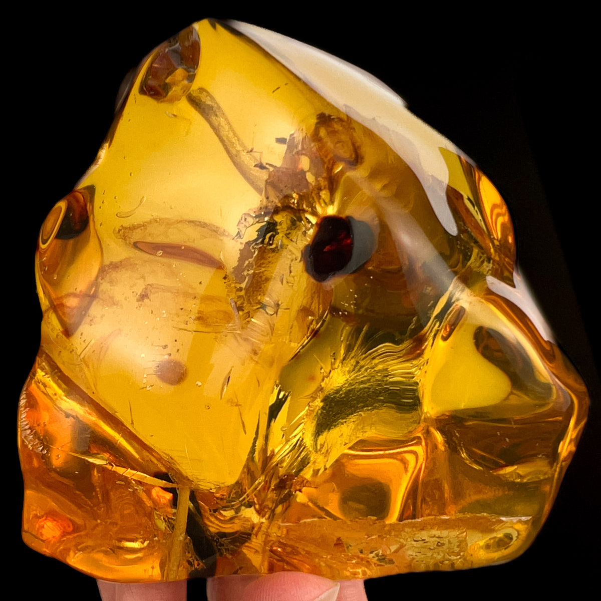 Extra Large Colombian Copal Amber