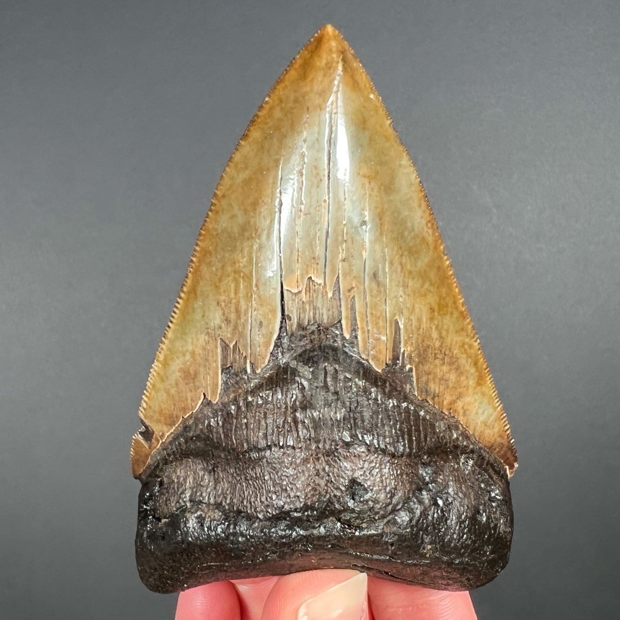 Brown and Tan Megalodon Shark Tooth