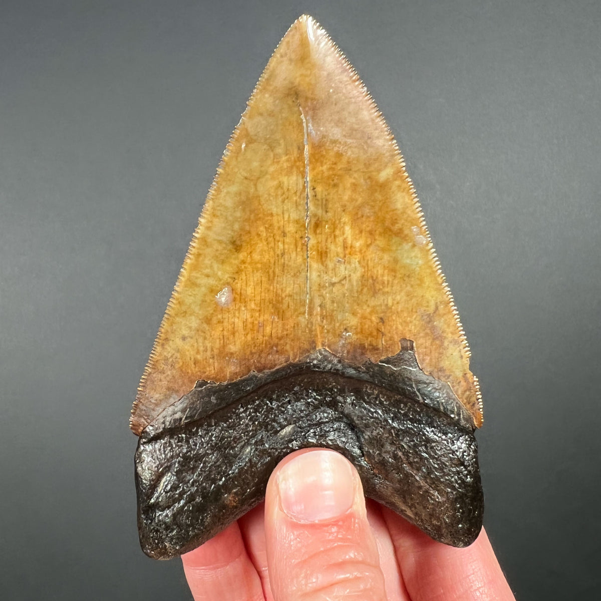 Serrated Edges on Fossil Megalodon Shark Tooth