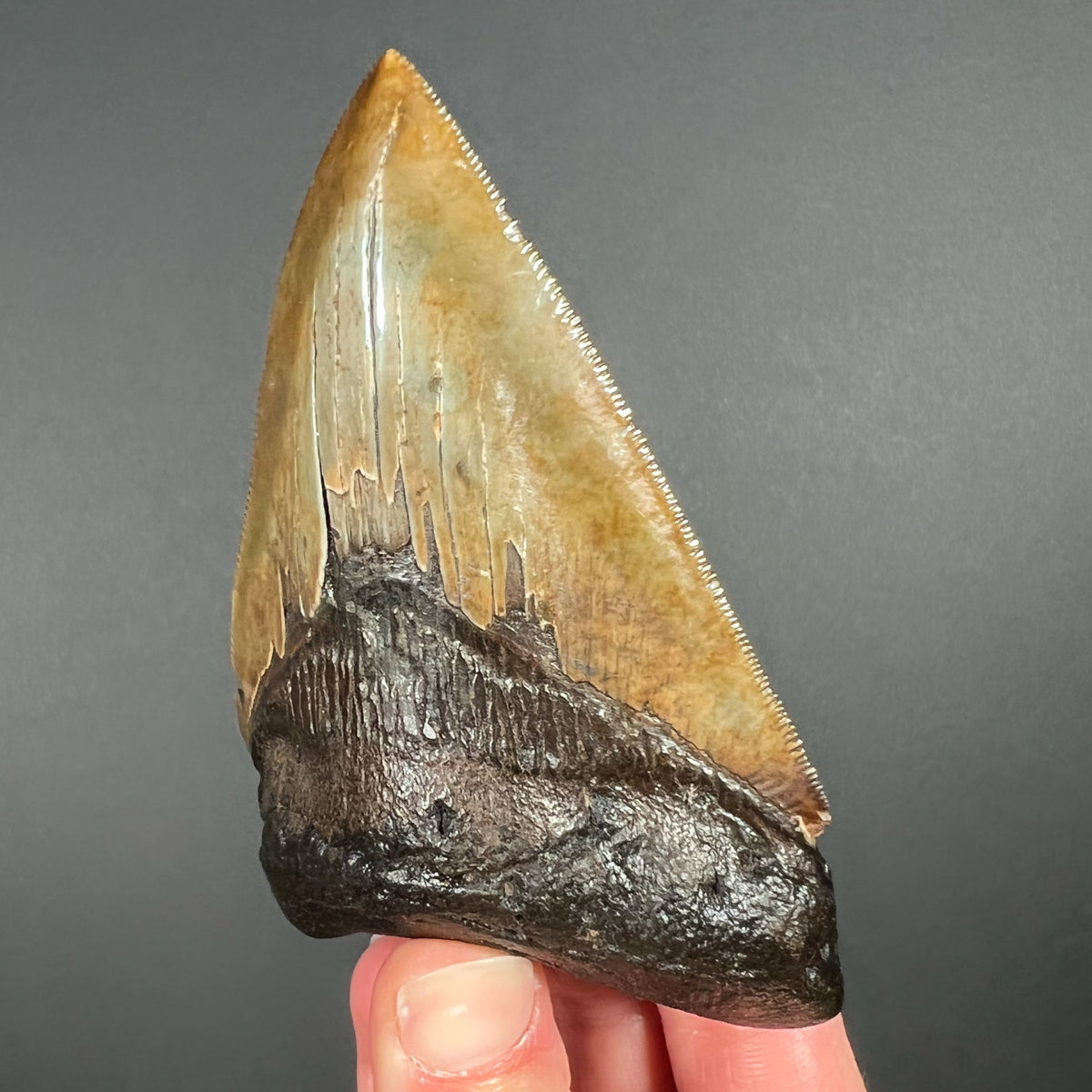Side View of Megalodon Fossil Shark Tooth