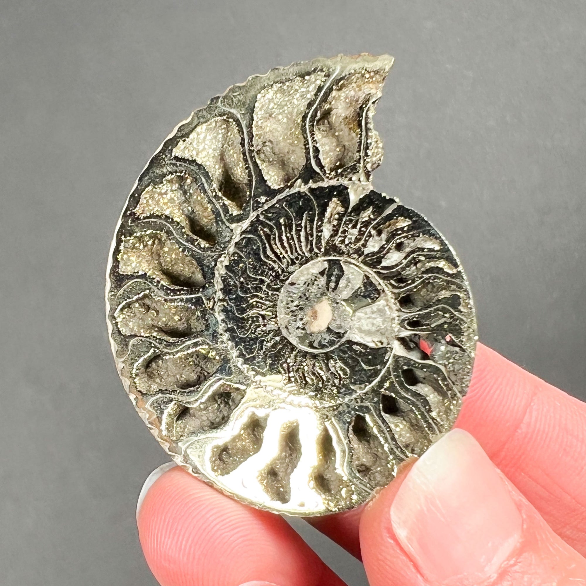 Pyritized Ammonite Shell