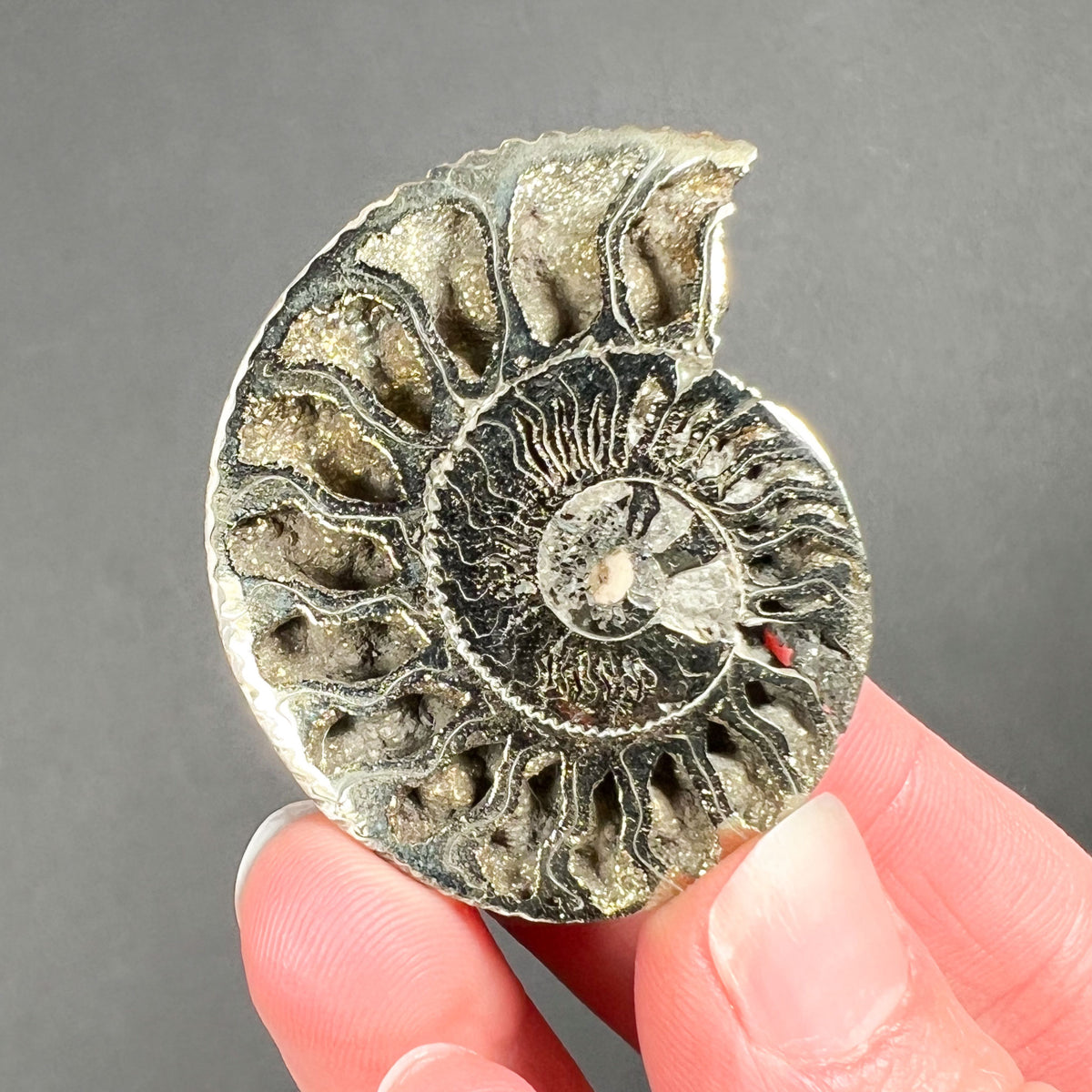 Naturally Pyrite Coated Ammonite