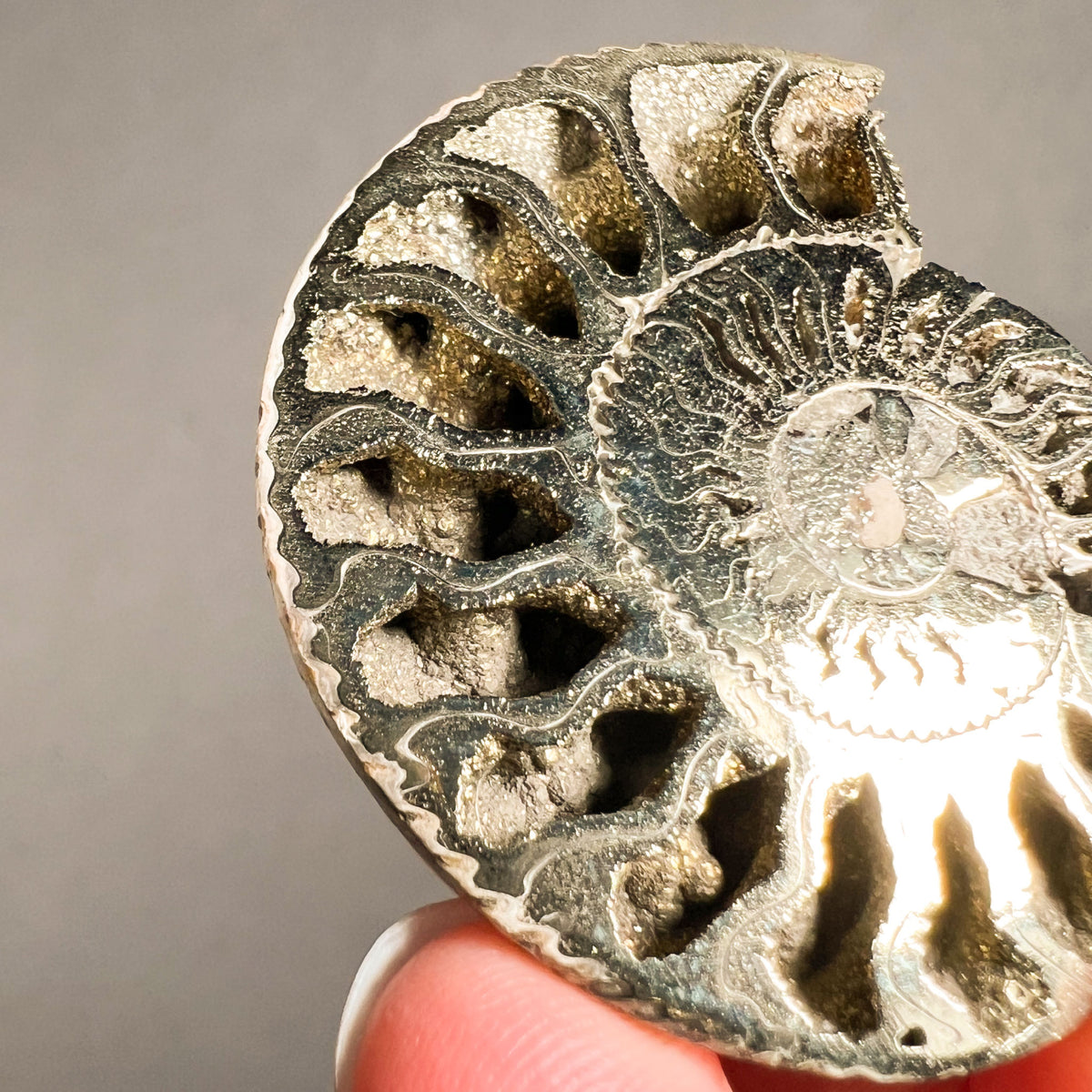 Pyritized Ammonite Chambers