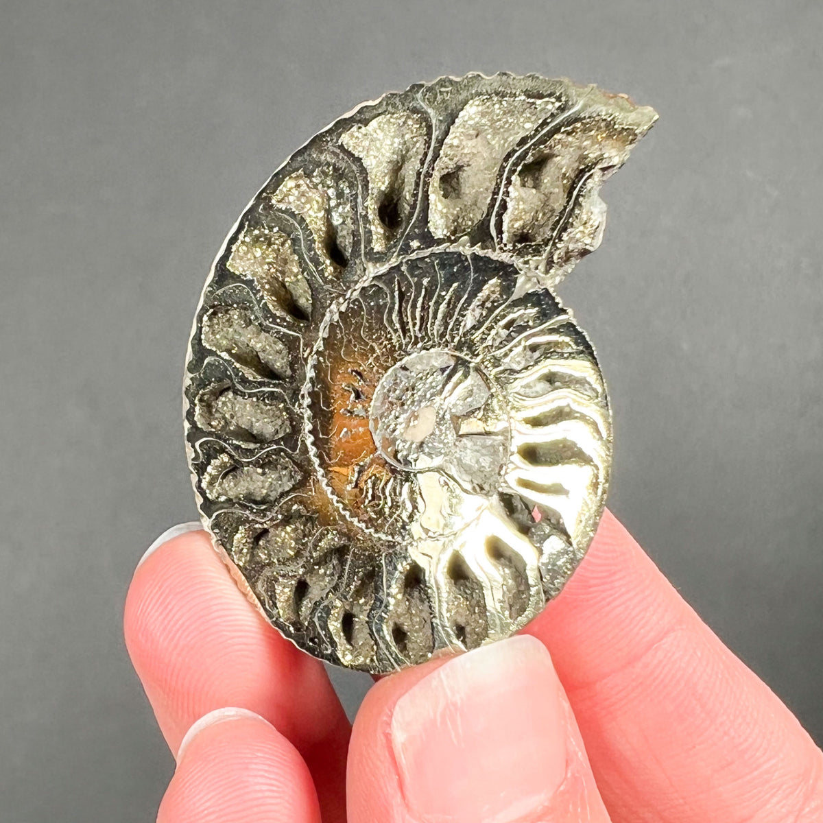 Brass Colored Pyrite Ammonite