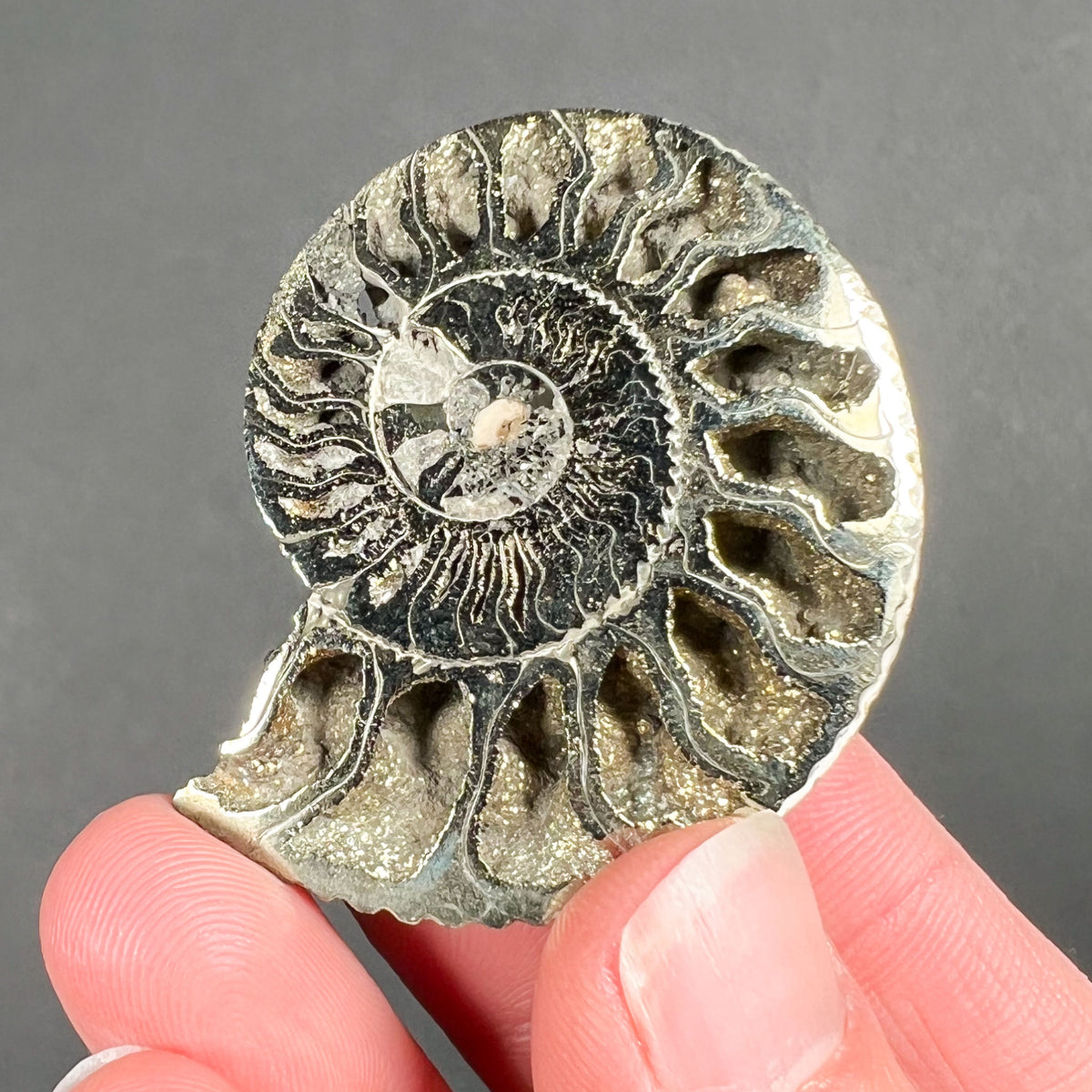 Fossil Ammonite with Pyrite Coating