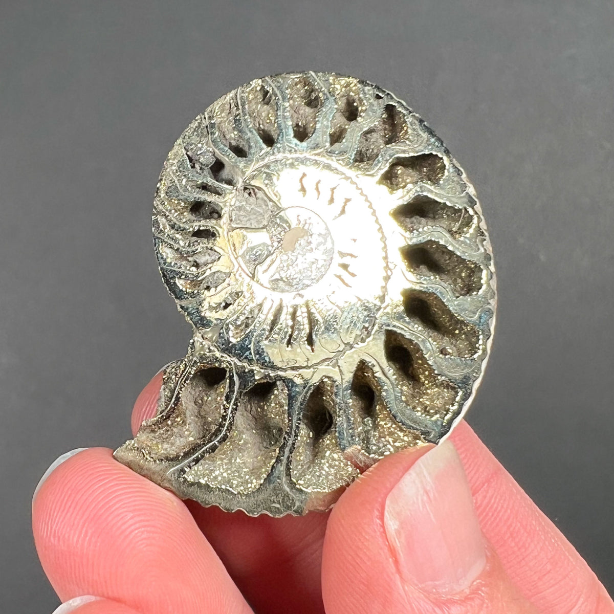 Pyritized Ammonite Shell