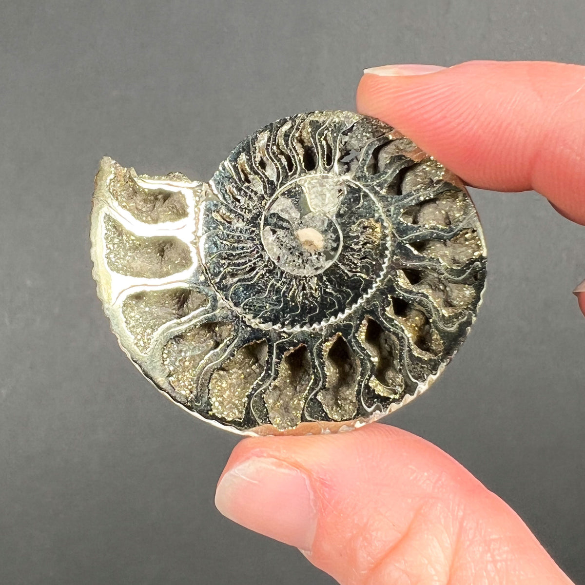 Pyritized Ammonite Shell from Russia