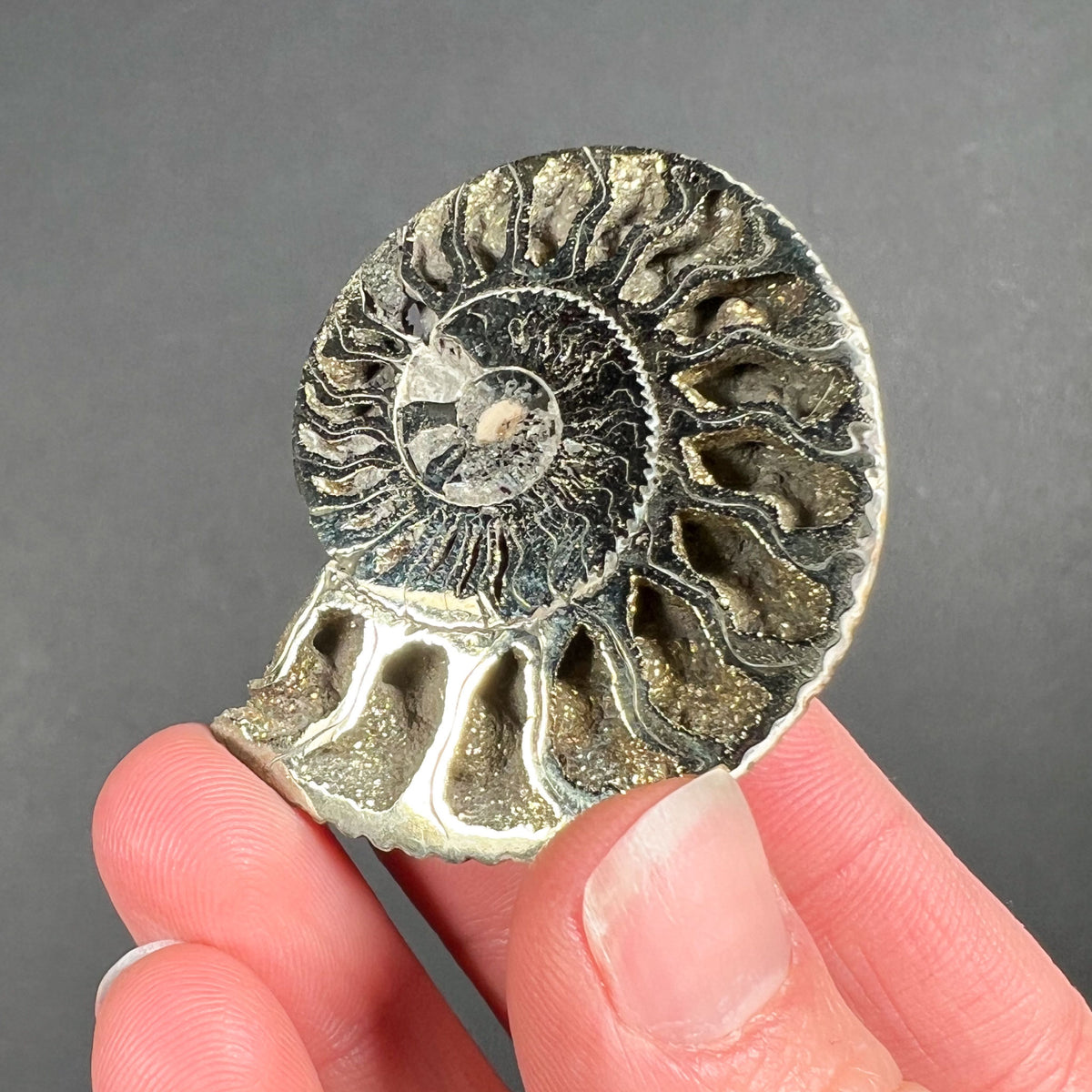 Pyrite Ammonite Shell Fossil