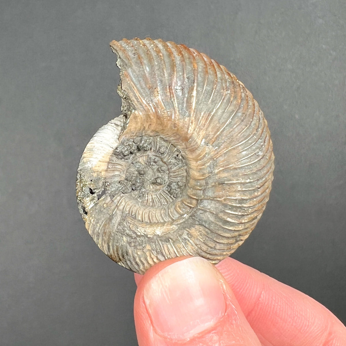 Back of Ammonite Fossil