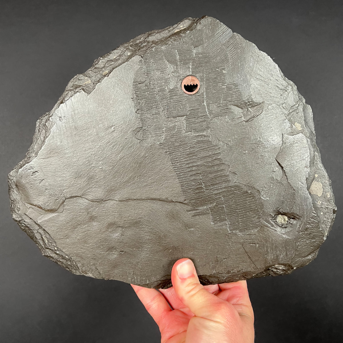 Back Side of Fossil Plate Displaying Mounting Hole