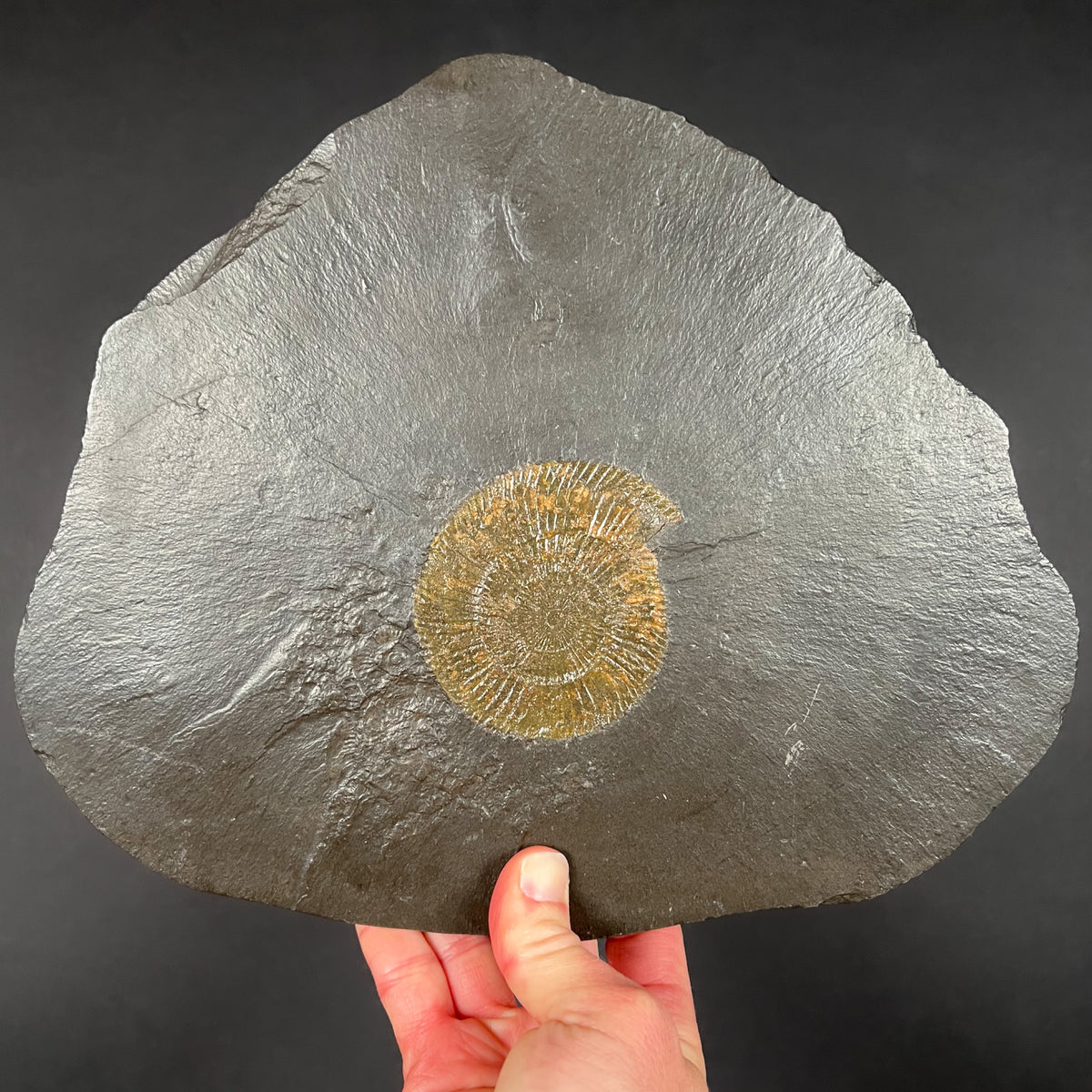 Single Pyritized Ammonite Fossil on Black Shale Matrix
