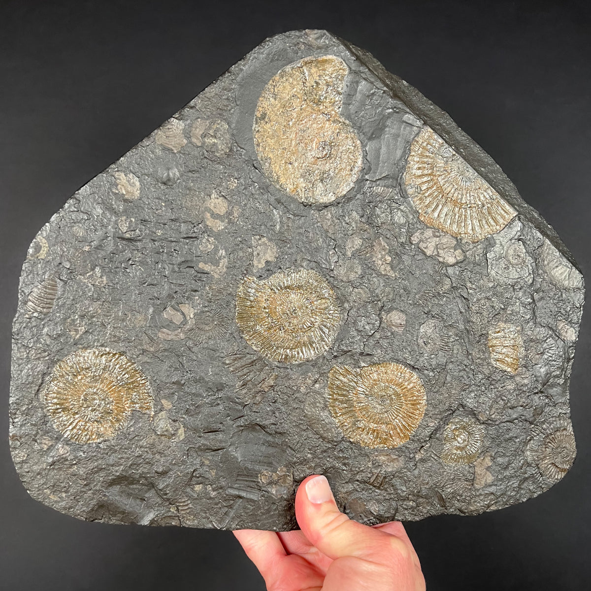 Pyritized Ammonites Dactylioceras and Harpoceras in Matrix