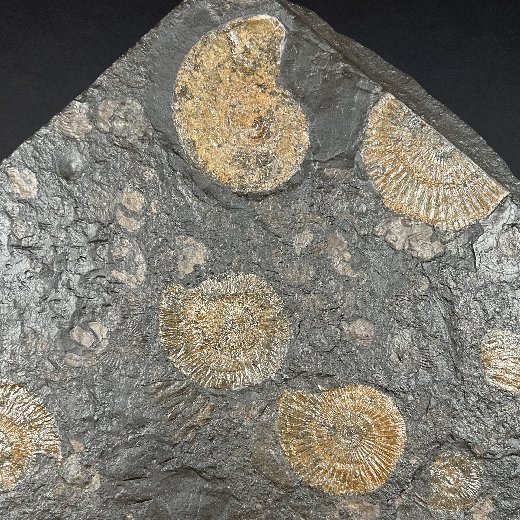 Pyritized Ammonites Dactylioceras and Harpoceras in Matrix