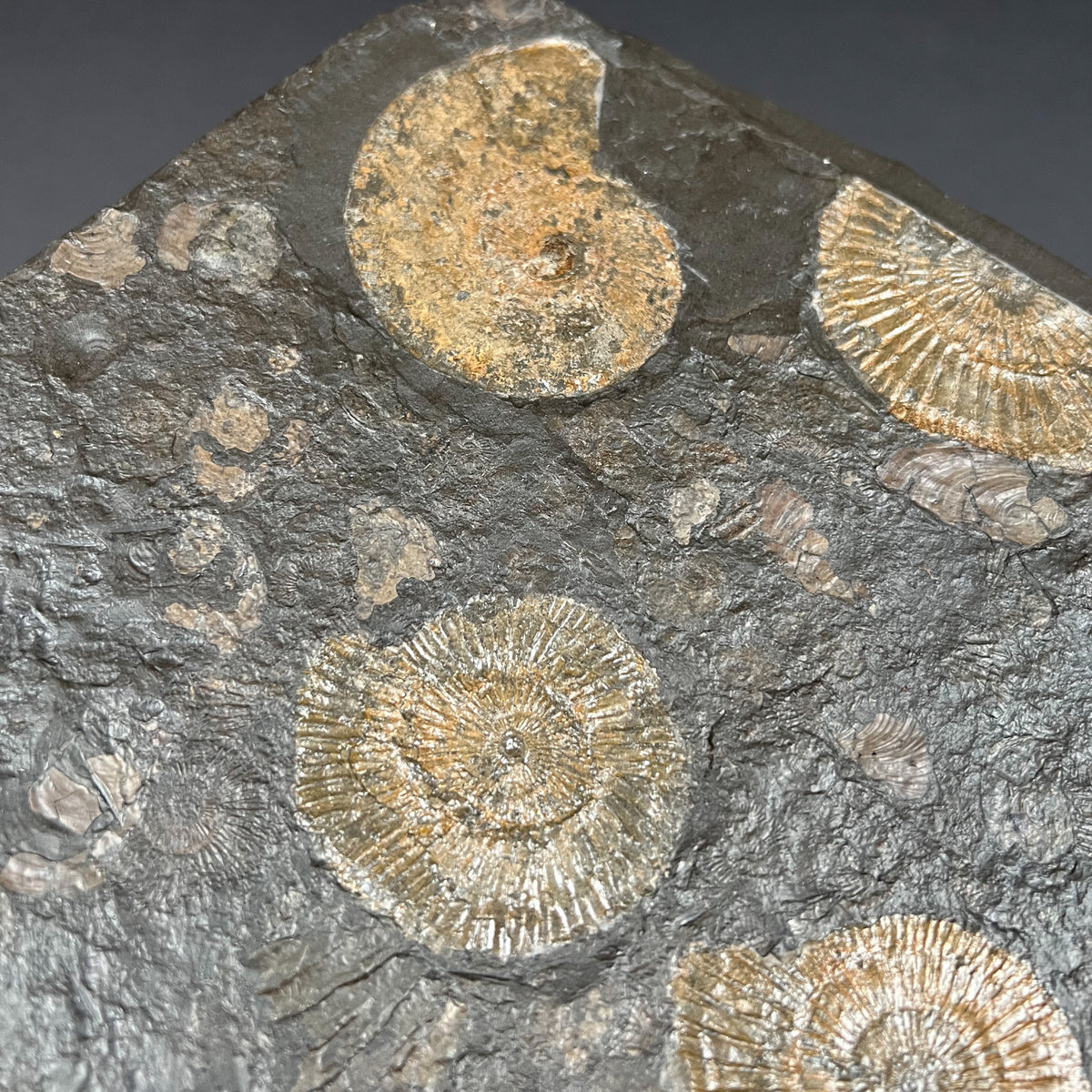 Harpoceras and Dactylioceras Ammonites in Shale Matrix from Germany