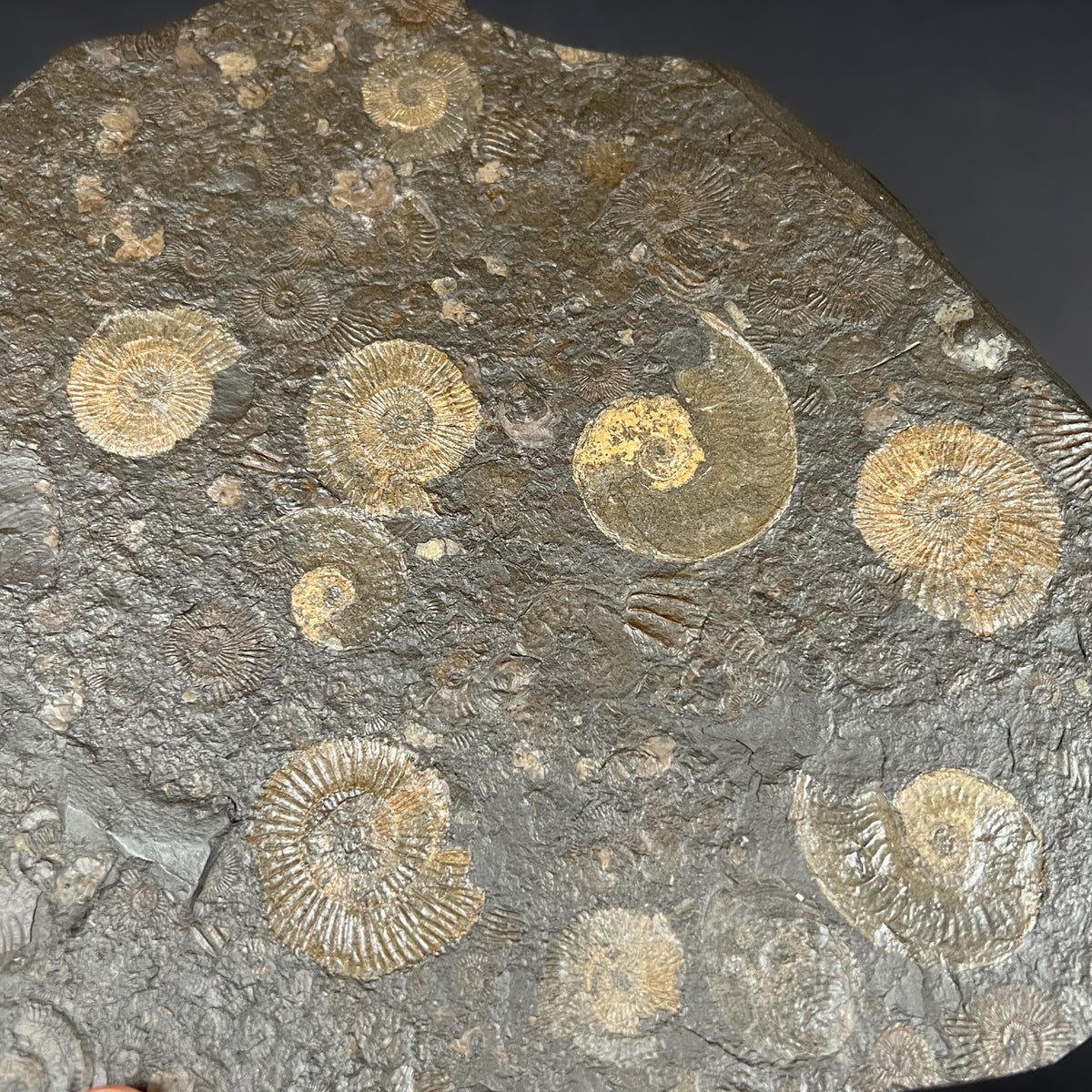 Pyrite Coated Ammonite Fossils from Holzmaden Germany